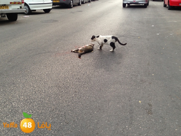 catinsheftyysraeal (3).JPG